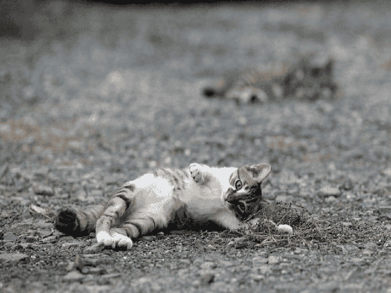 武汉试管面膜设计理念（蓝色试管抗凝）